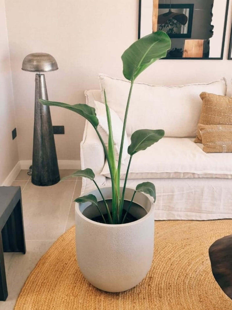 Strelitzia Nicolai XXL (Ave del paraíso) + Macetero Bruma - Elige tu color