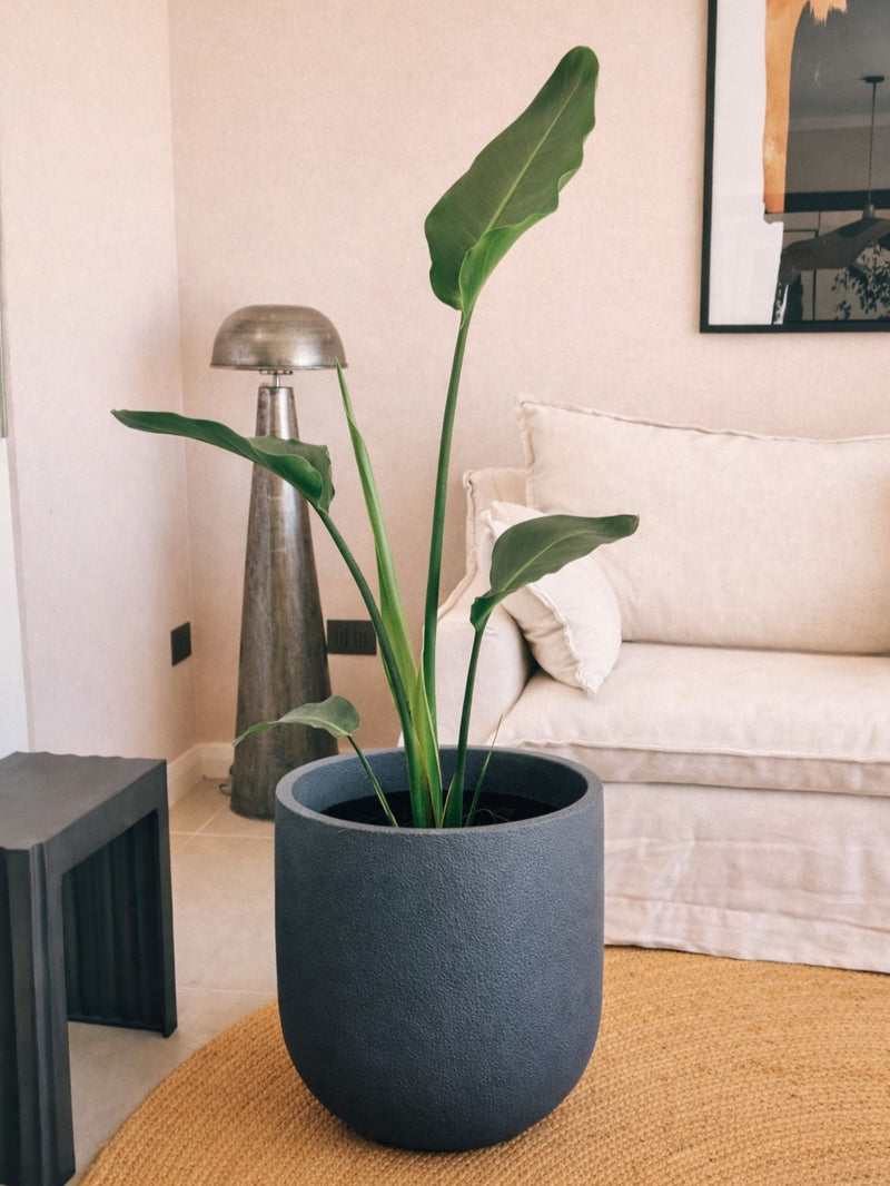 Strelitzia Nicolai XXL (Ave del paraíso) + Macetero Bruma - Elige tu color