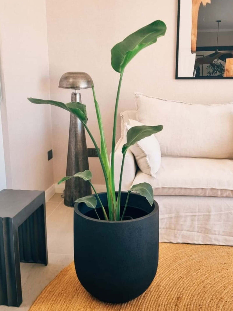 Strelitzia Nicolai XXL (Ave del paraíso) + Macetero Bruma - Elige tu color