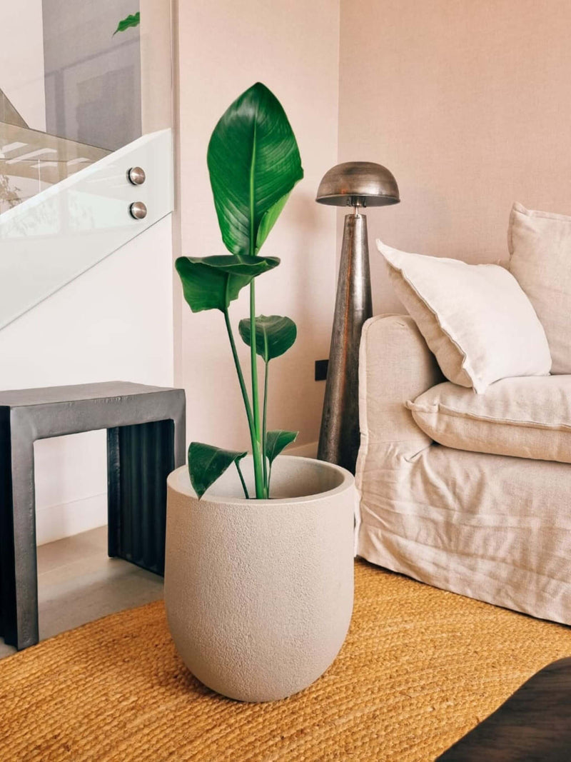 Strelitzia Nicolai (Ave del paraíso) + Macetero Bruma - Elige tu color