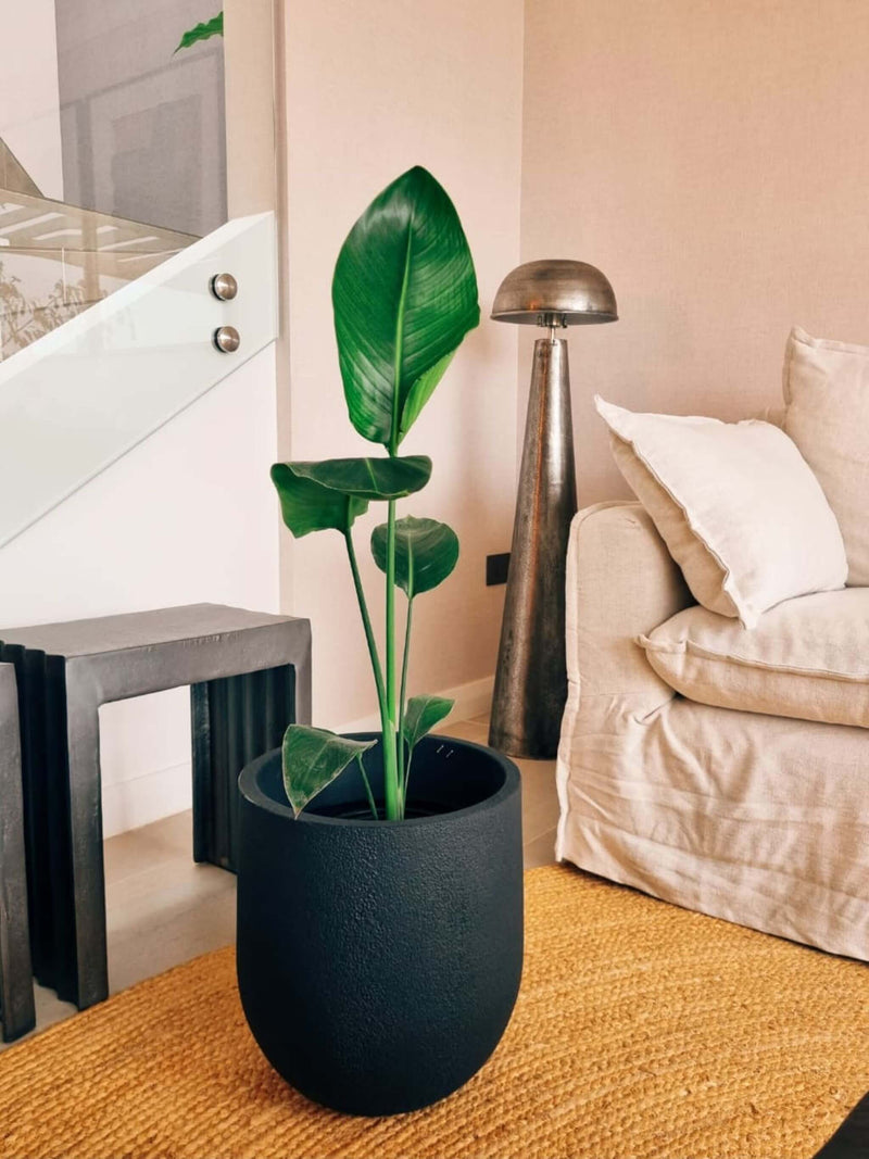 Strelitzia Nicolai (Ave del paraíso) + Macetero Bruma - Elige tu color