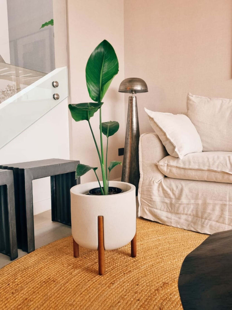 Strelitzia Nicolai (Ave del paraíso)