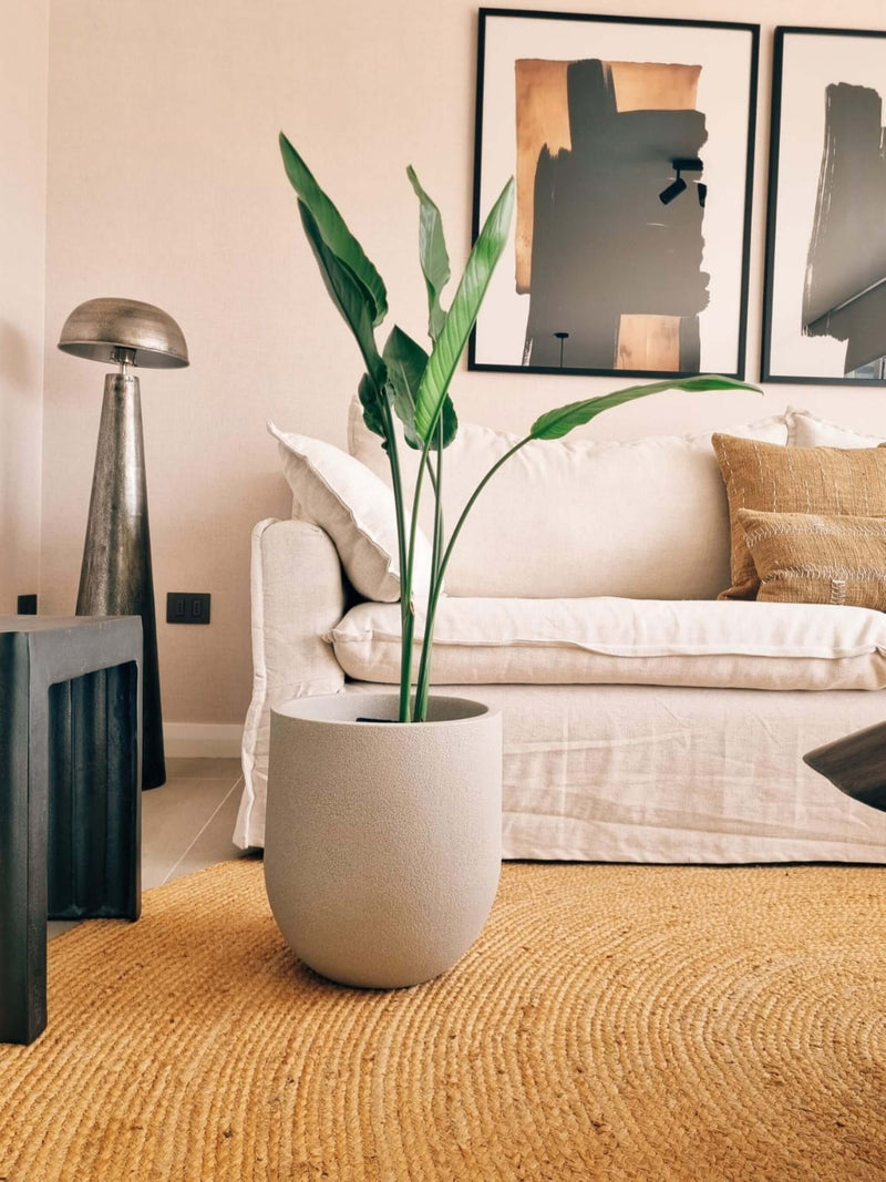 Flor del Pájaro XL (Strelitzia Reginae) + Macetero Bruma - Elige tu color