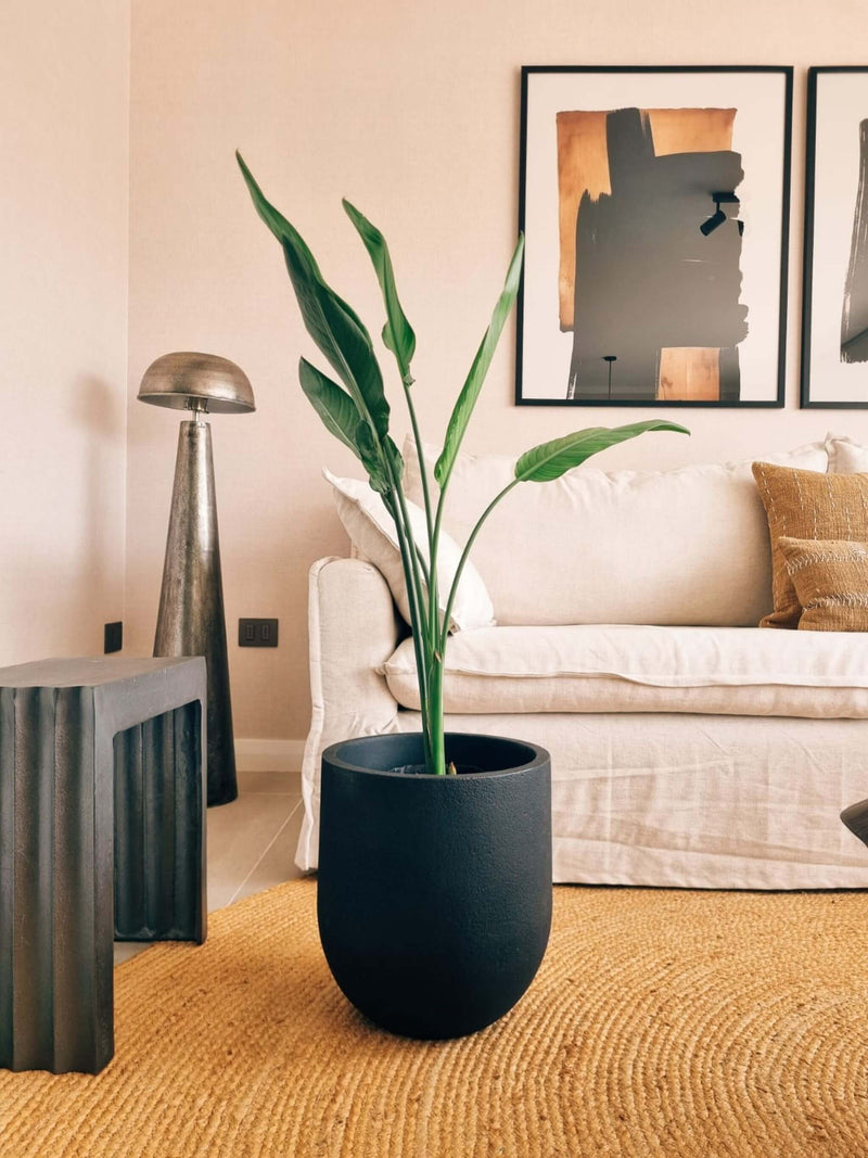 Flor del Pájaro XL (Strelitzia Reginae) + Macetero Bruma - Elige tu color