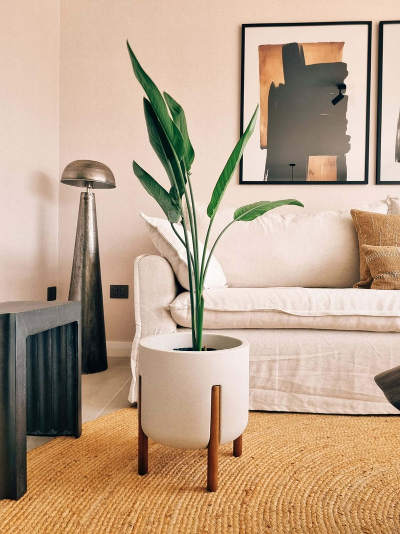 Flor del Pájaro XL (Strelitzia Reginae) + Macetero Elevé - Elige tu color