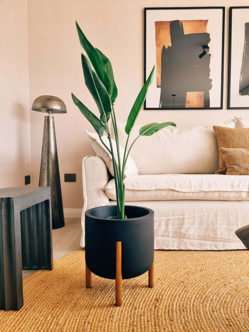 Flor del Pájaro XL (Strelitzia Reginae) + Macetero Elevé - Elige tu color