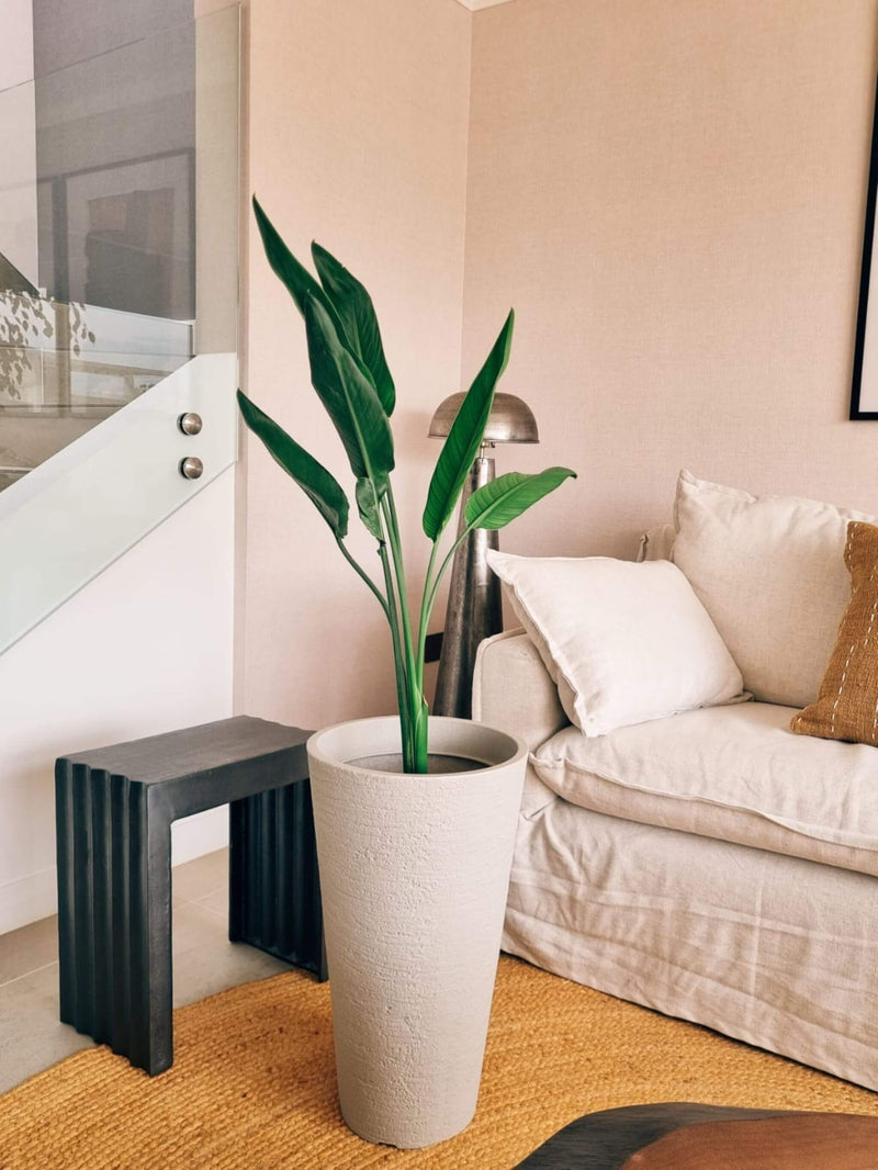 Flor del Pájaro XL (Strelitzia Reginae)