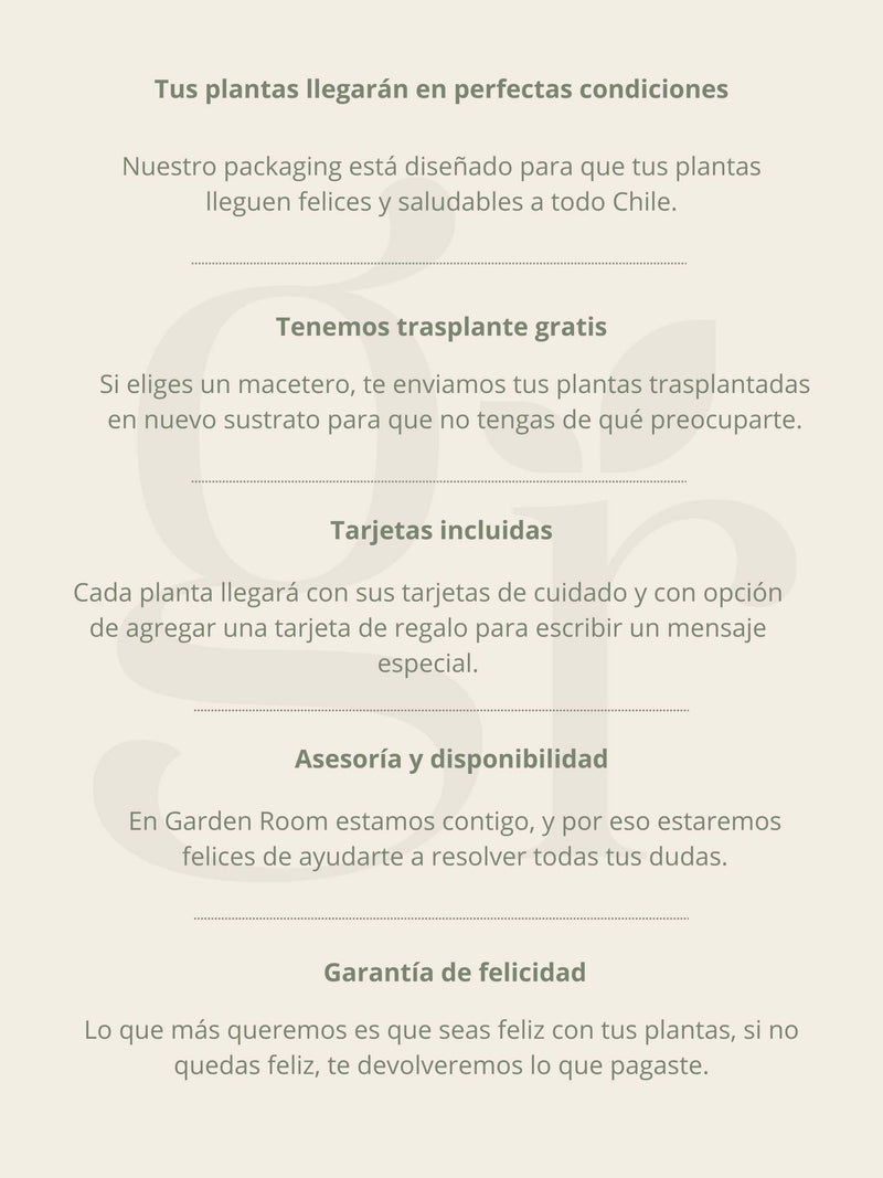 Rosario Verde + Macetero Nórdico - Elige tu color