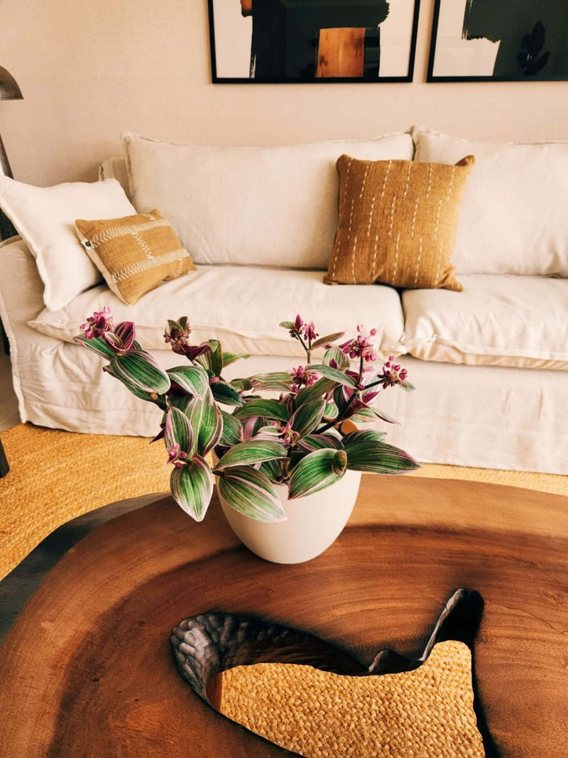 Tradescantia Nanouk
