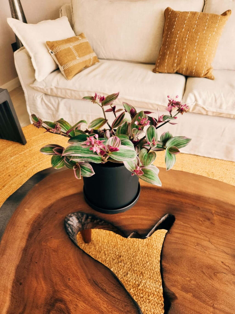 Tradescantia Nanouk