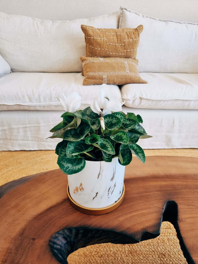 🎄🎅 Violeta de Persia Blanca + Macetero Nordico Marmol