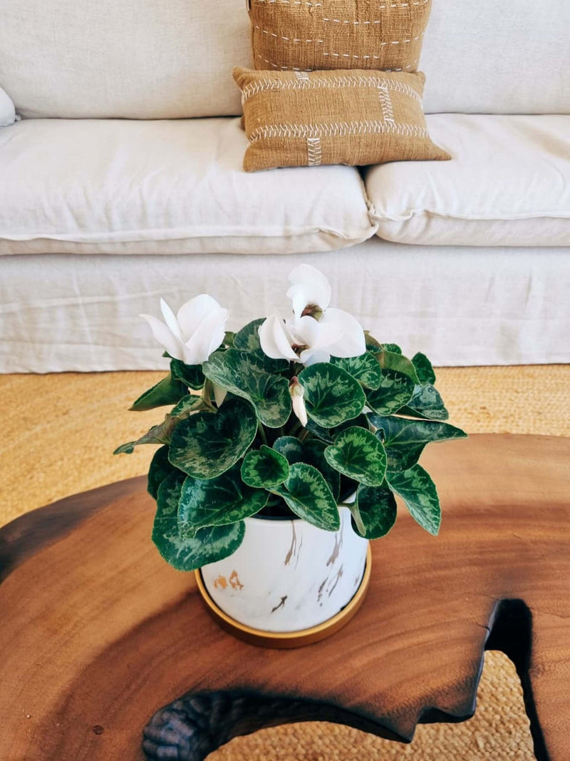 🎄🎅 Violeta de Persia Blanca + Macetero Nordico Marmol