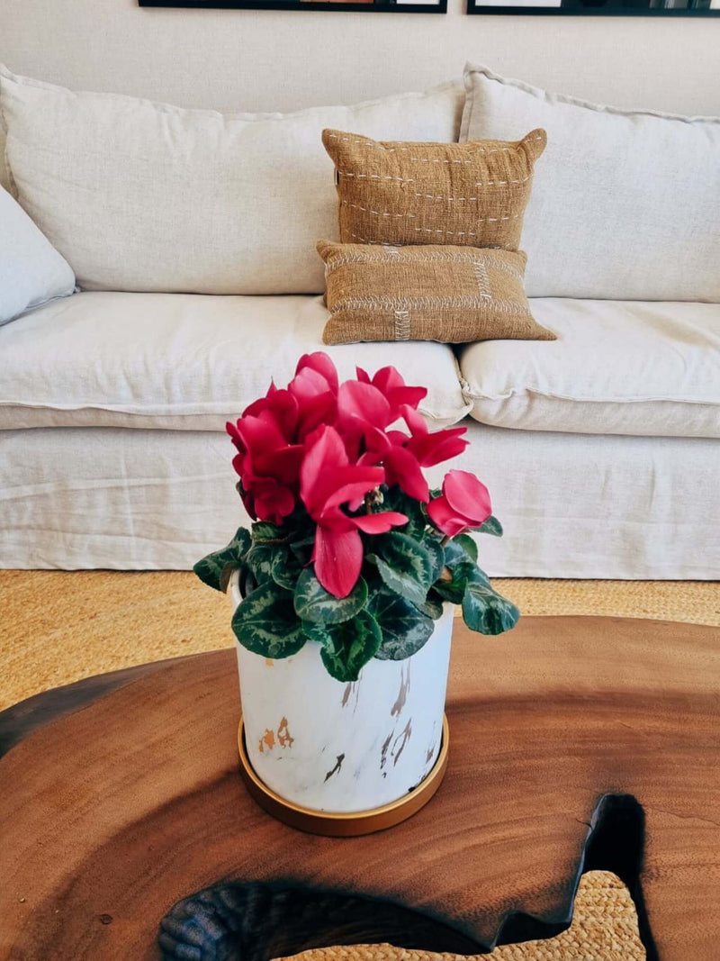 🎄🎅 Violeta de Persia Fucsia + Macetero Nordico Marmol