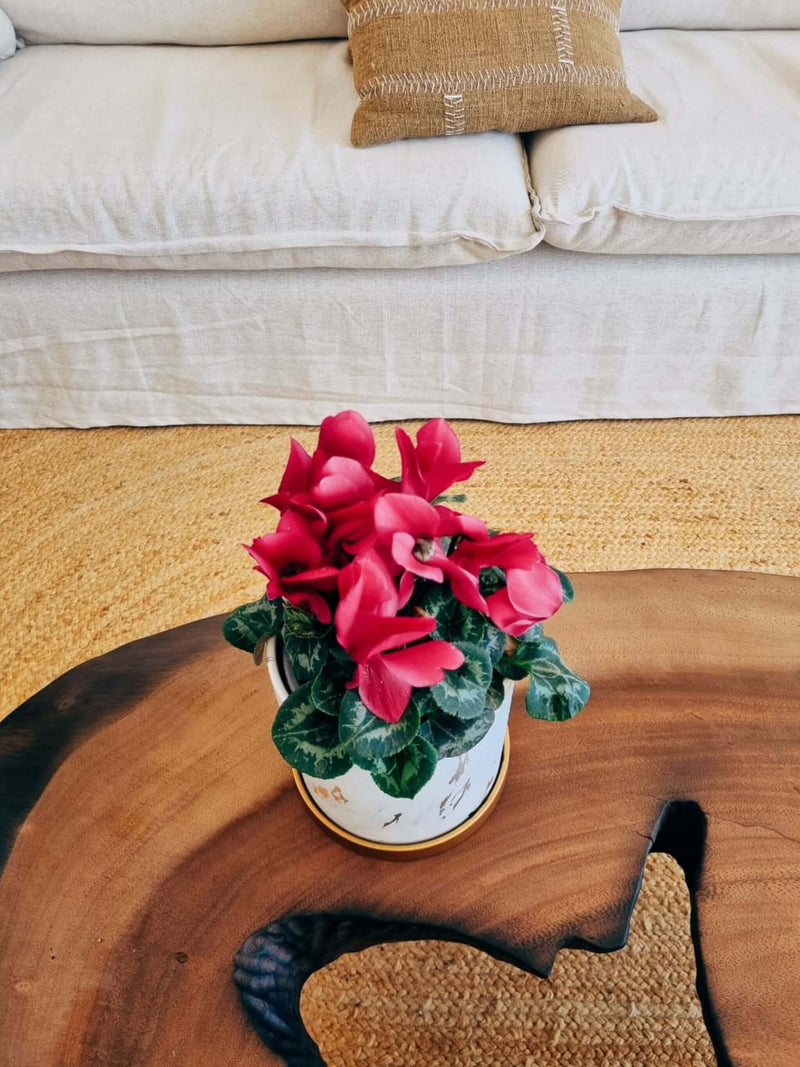 🎄🎅 Violeta de Persia Fucsia + Macetero Nordico Marmol