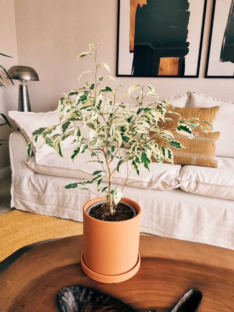 Ficus Benjamina Blanco + Macetero Nórdico - Elige tu color