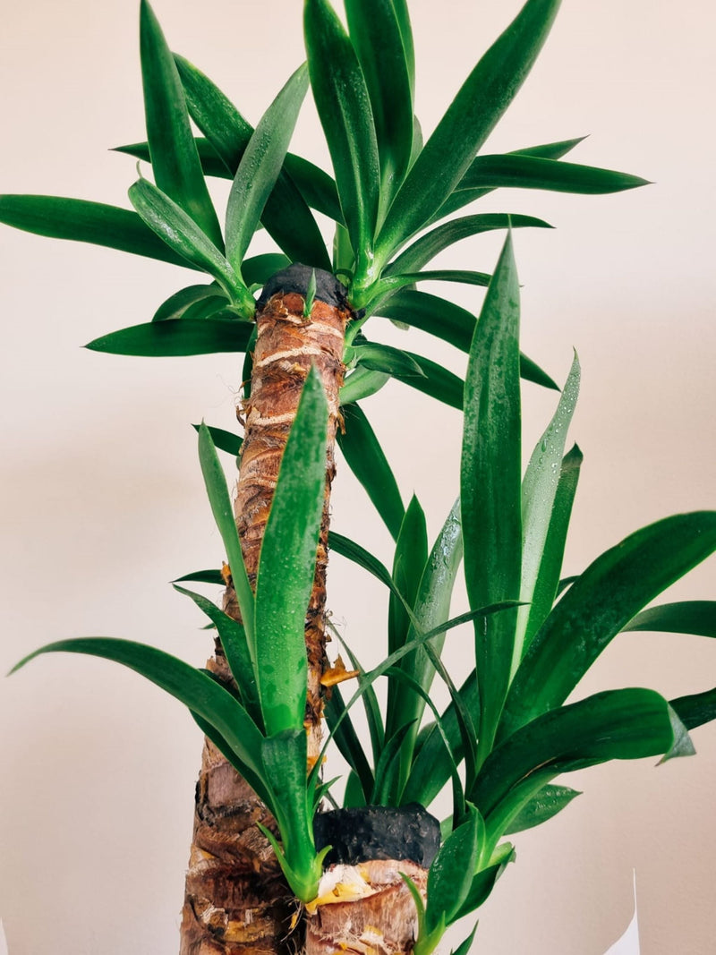 Yucca Doble - Garden Room