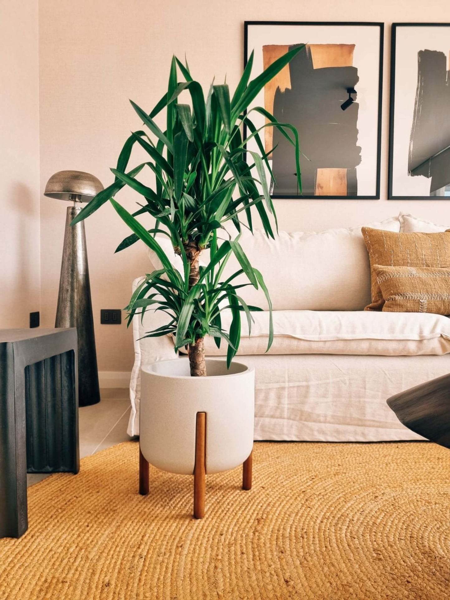 Yucca Doble XXL
