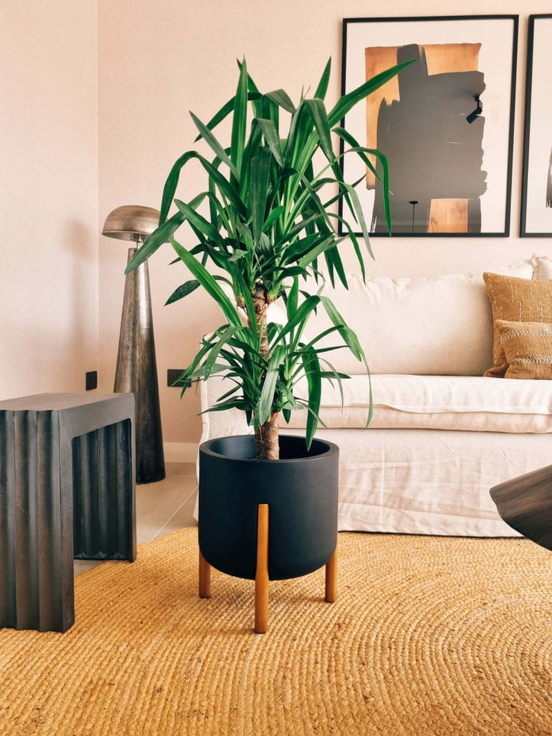 Yucca Doble XXL + Macetero Elevé - Elige tu color