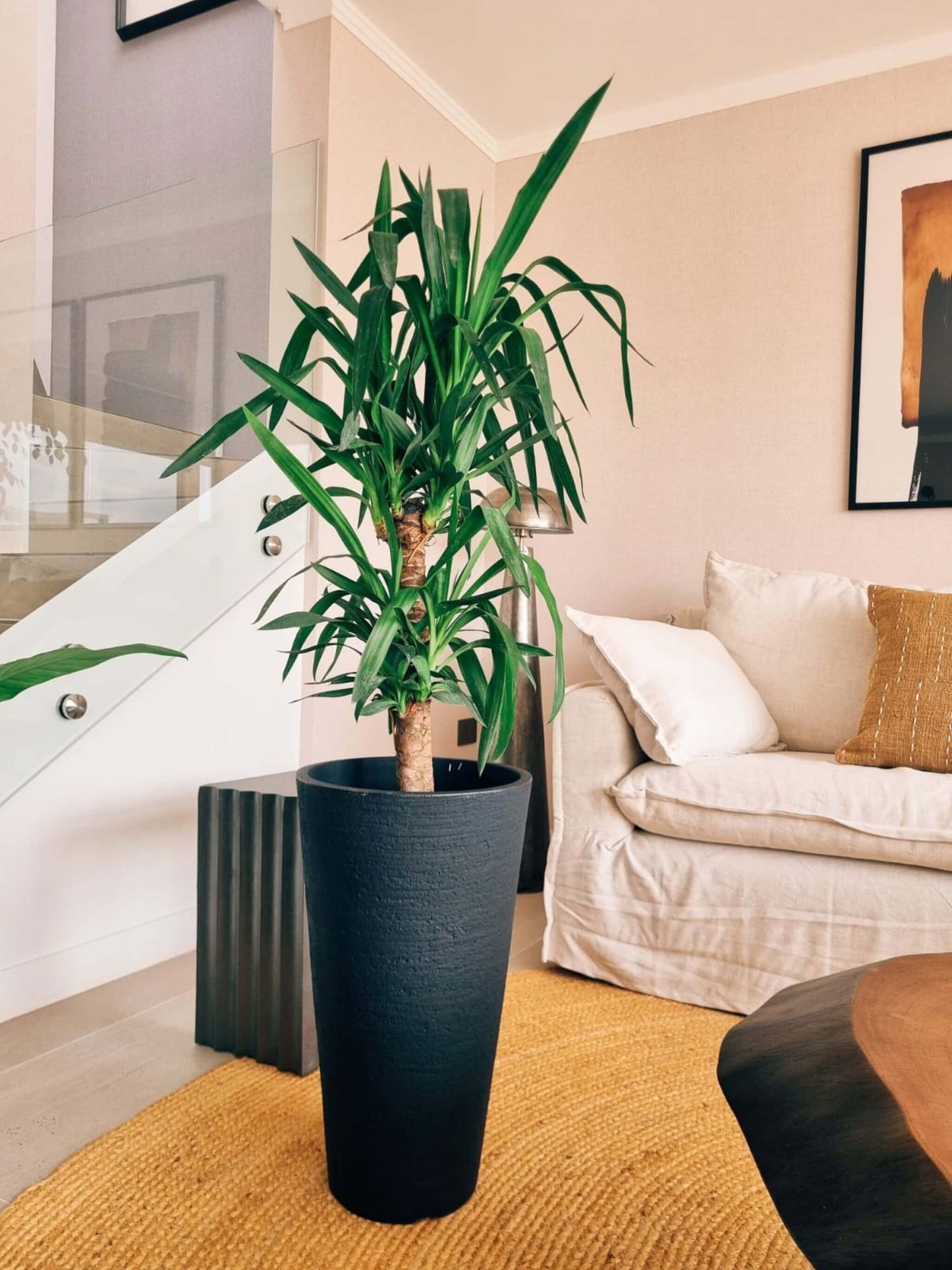 Yucca Doble XXL