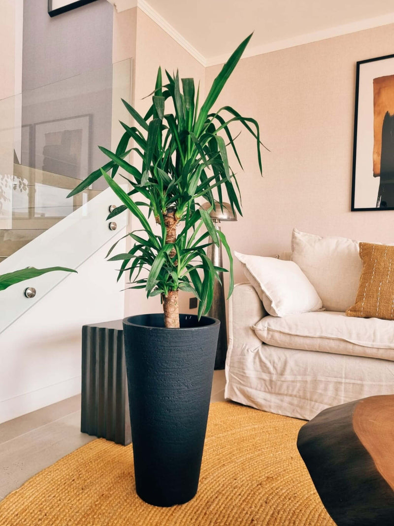 Yucca Doble XXL + Macetero Torre - Elige tu color