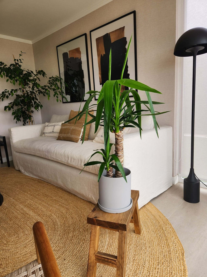 Yucca Doble + Macetero Nordico - Elige tu color