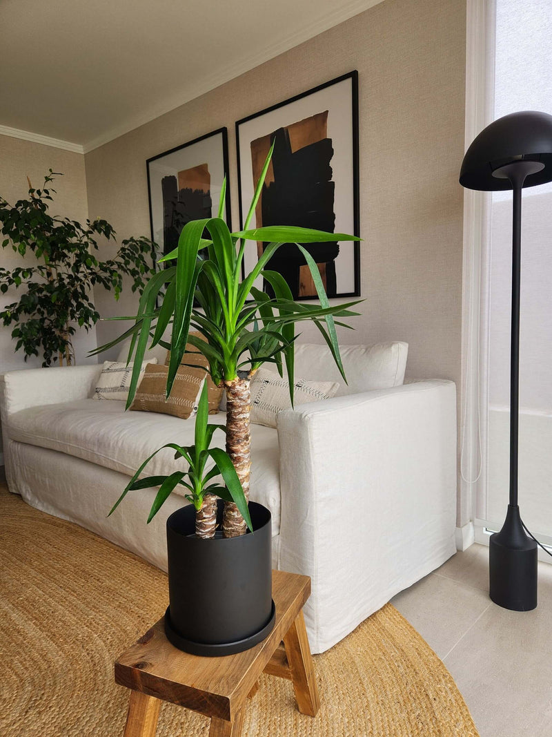 Yucca Doble + Macetero Nordico - Elige tu color