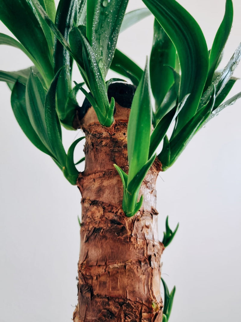 Yucca Simple - Garden Room