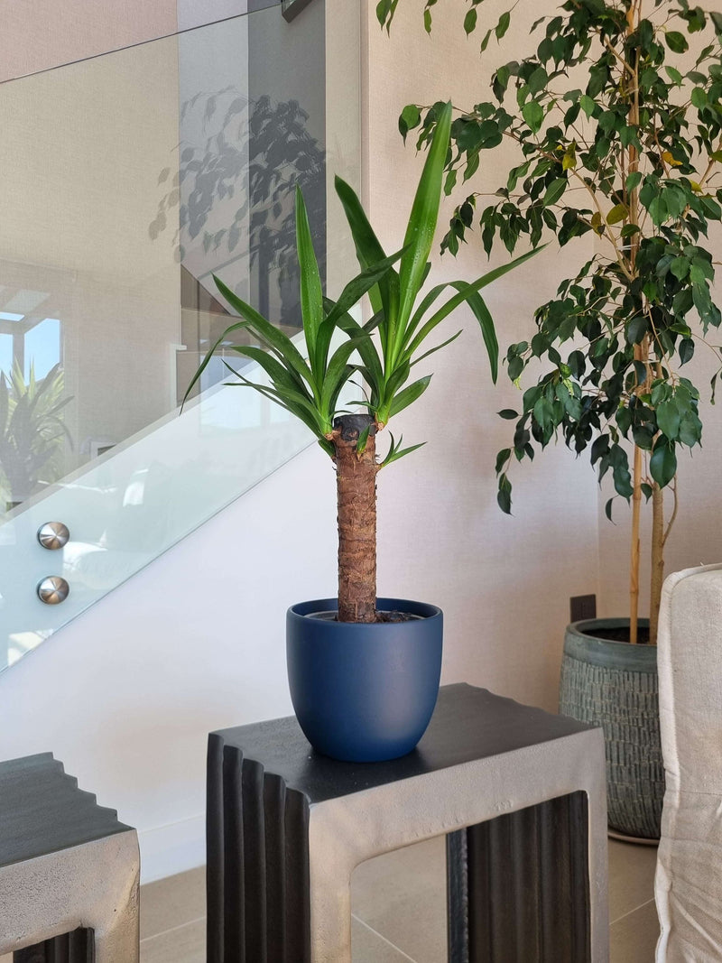 Yucca Simple + Macetero Bowl - Elige tu color