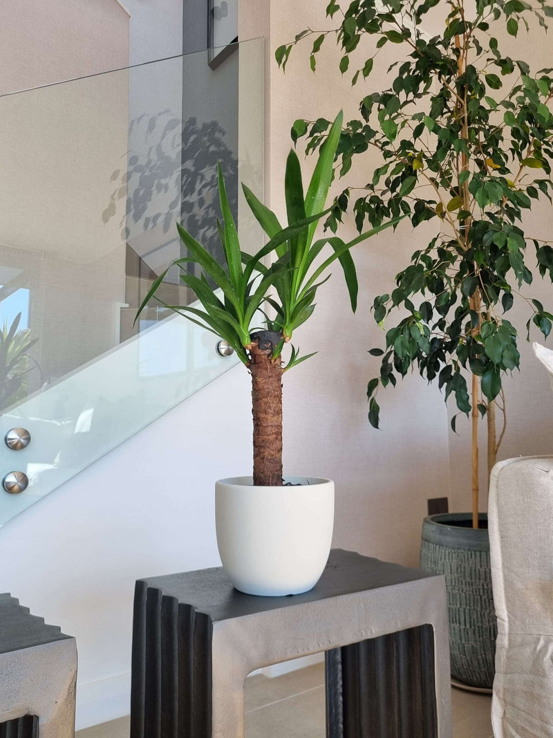 Yucca Simple + Macetero Bowl - Elige tu color