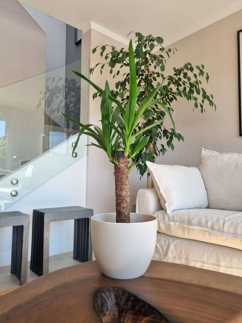 Yucca Simple + Macetero Cuenco - Elige tu color