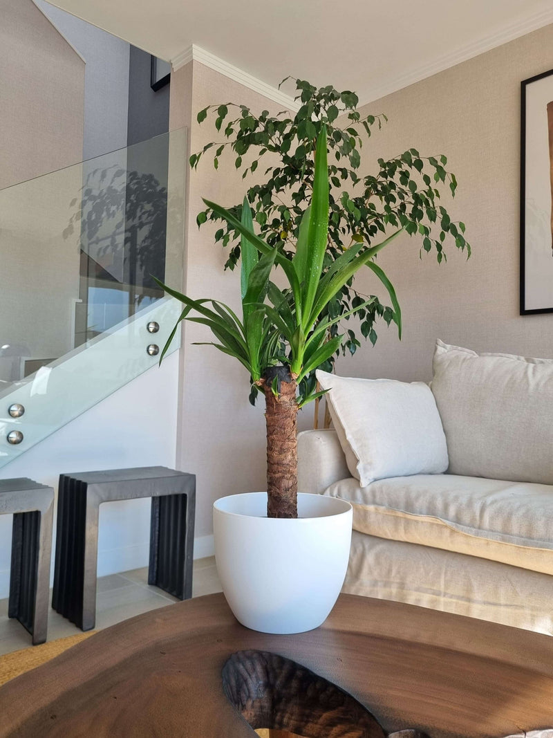 Yucca Simple + Macetero Cuenco - Elige tu color