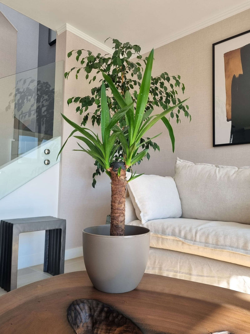 Yucca Simple + Macetero Cuenco - Elige tu color