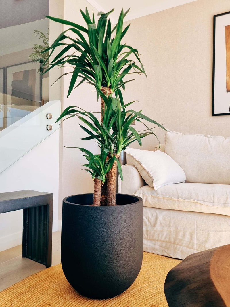 Yucca Triple XXL + Macetero Bruma - Elige tu color