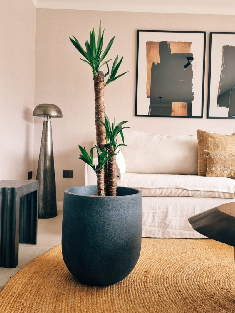 Yucca Triple XXL + Macetero Bruma - Elige tu color
