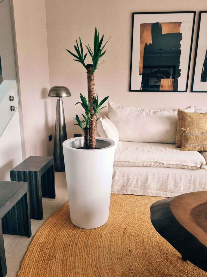 Yucca Triple XXL + Macetero Autorregante Alto - Elige tu color