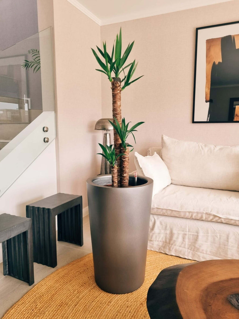Yucca Triple XXL + Macetero Autorregante Alto - Elige tu color
