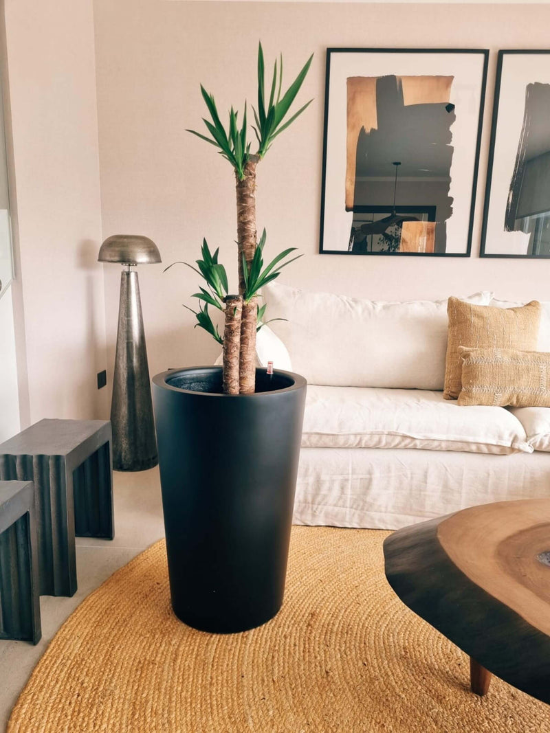 Yucca Triple XXL