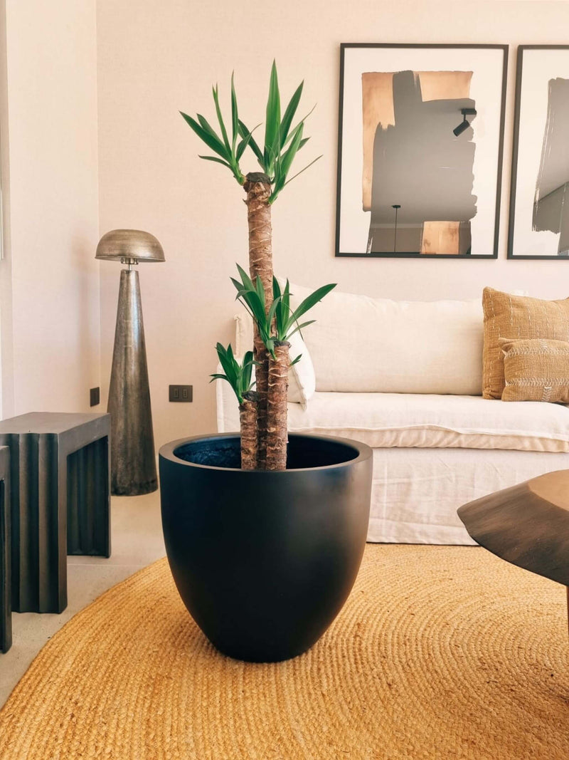 Yucca Triple XXL + Macetero Autorregante Origen - Elige tu color