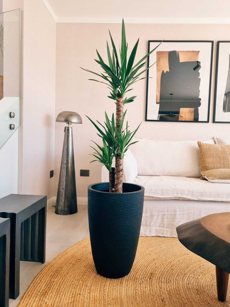 Yucca Triple XXL + Macetero Cónico - Elige tu color