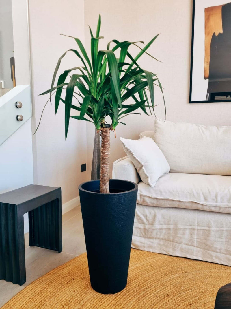 Yucca Simple XXL