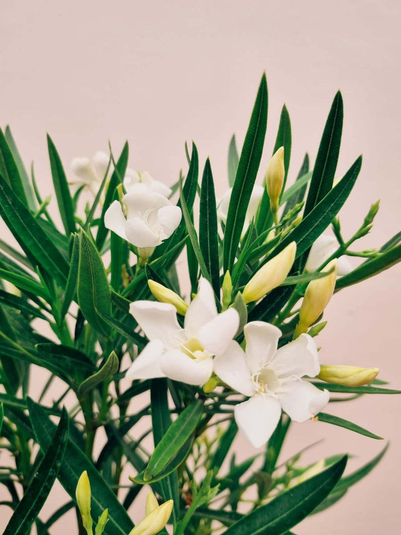 Laurel Enano + Macetero Bruma - Elige tu color