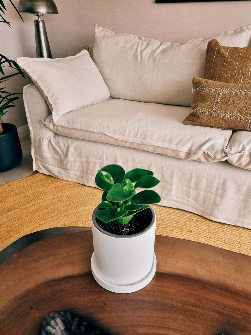 Peperomia Obtusifolia + Macetero Nordico - Elige tu color