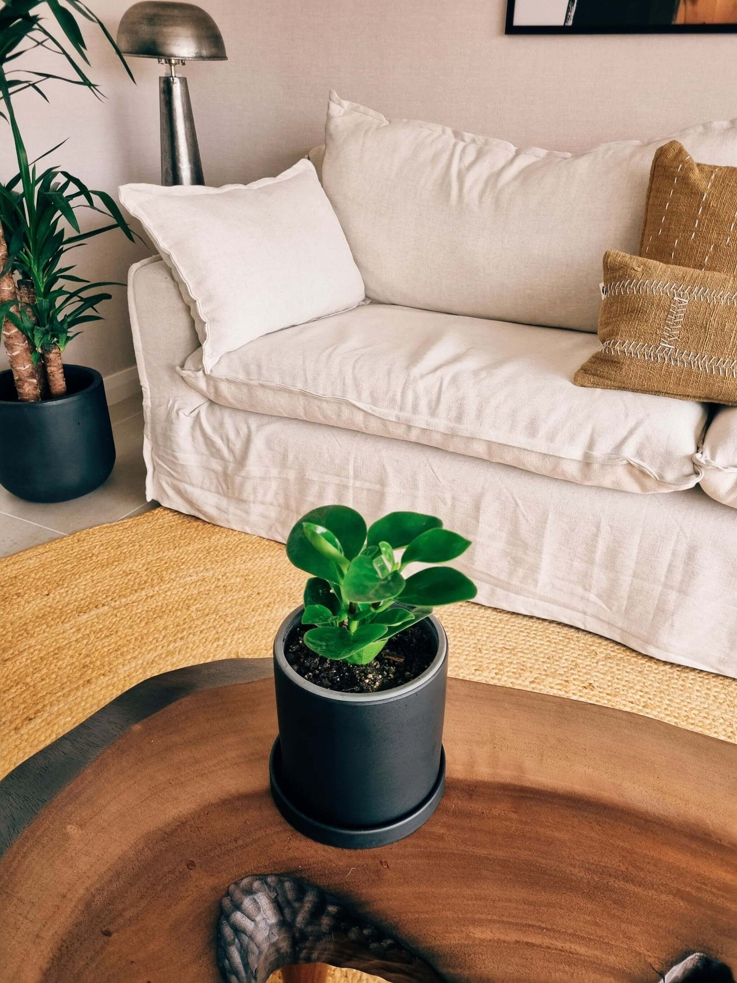 Peperomia Obtusifolia + Macetero Nordico - Elige tu color