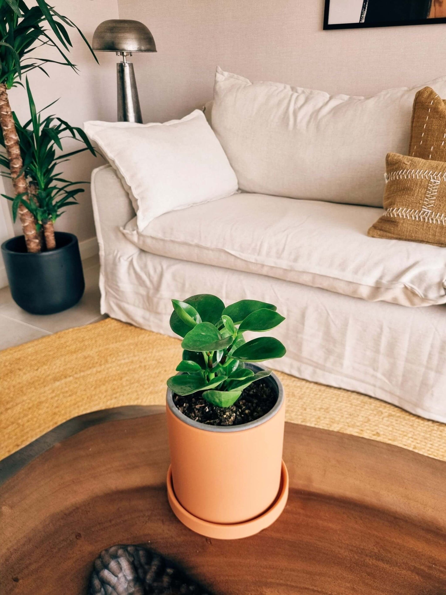 Peperomia Obtusifolia + Macetero Nordico - Elige tu color