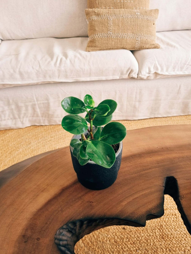 Peperomia Obtusifolia + Macetero Terra - Elige tu color