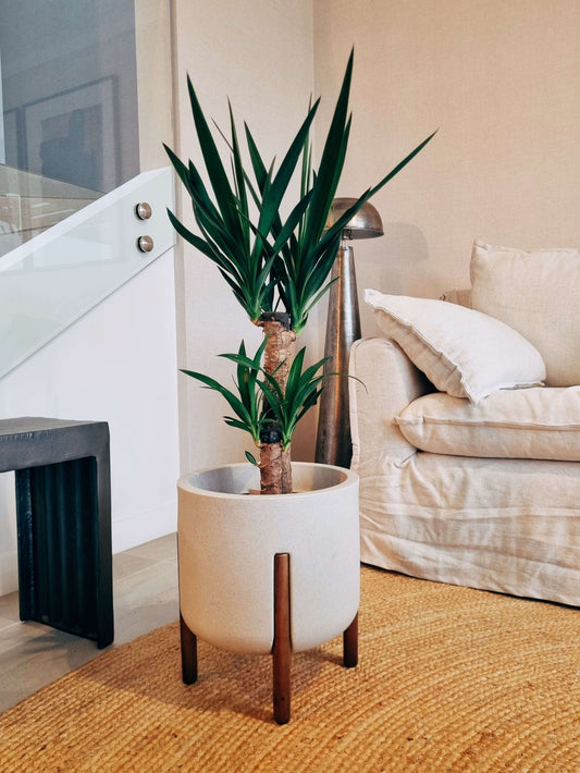 🌱 Plantas grandes que transforman tus espacios