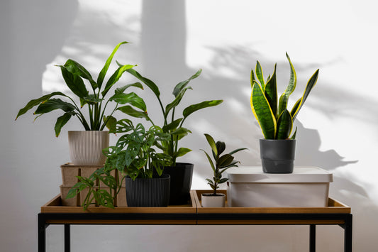 Cómo cuidar tus plantas de interior en otoño e invierno: 4 claves para que sigan creciendo felices