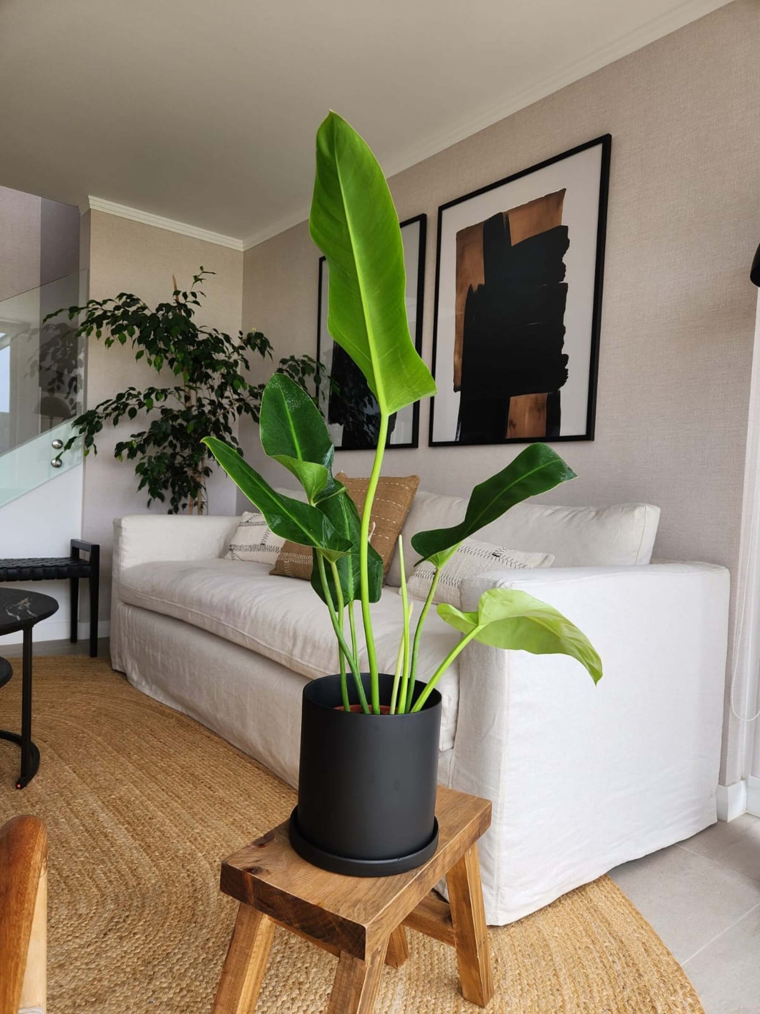 Plantas Resistentes y de Fácil Cuidado - Incluyen macetero/canasto decorativo