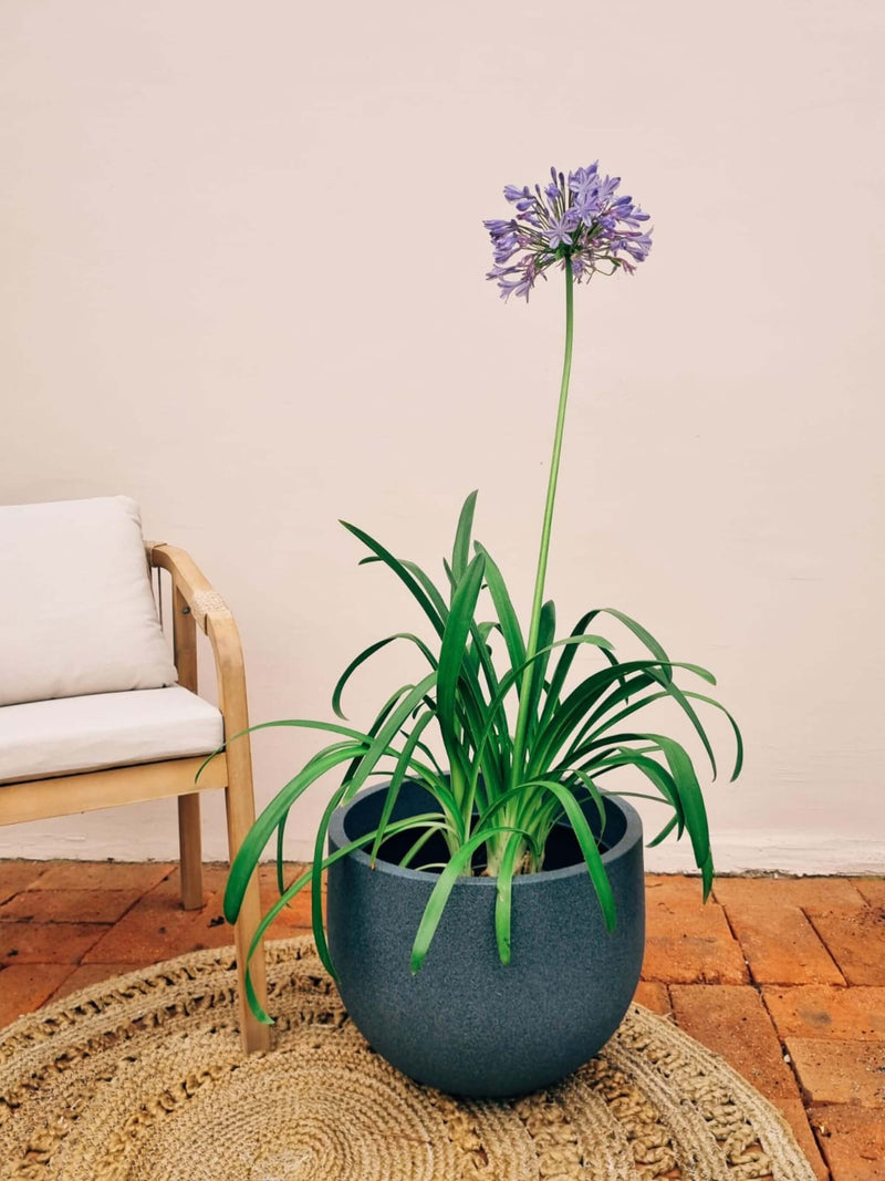 Agapanto + Macetero Bow Grafito