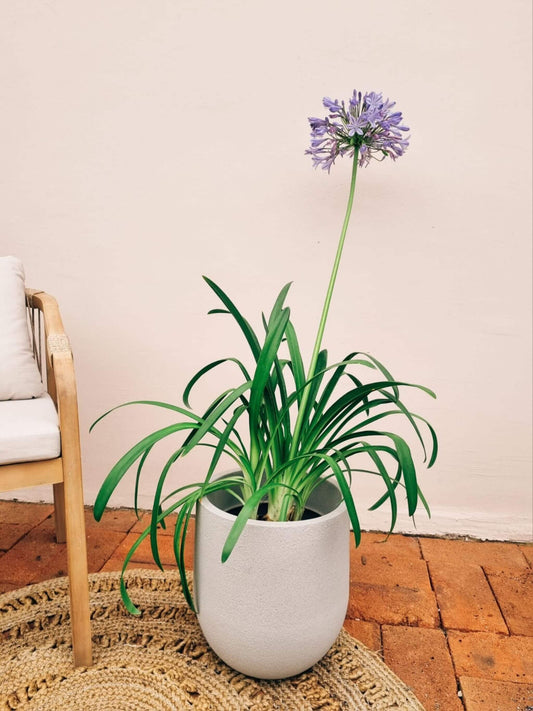 Agapanto + Macetero Bruma - Elige tu color